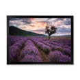 thumbnail image 1 of Designart 'Lavender Field At Sunrise III' Farmhouse Framed Art Print, 1 of 4