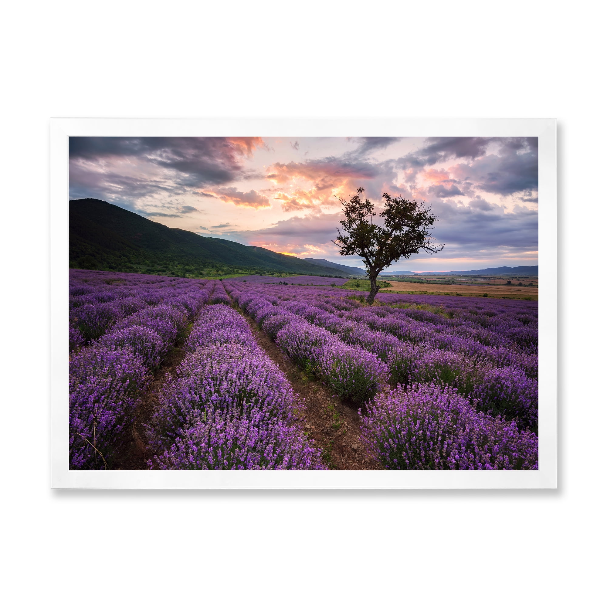 Designart 'Lavender Field At Sunrise III' Farmhouse Framed Art Print