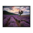thumbnail image 1 of Designart 'Lavender Field At Sunrise III' Farmhouse Framed Canvas Wall Art Print, 1 of 5