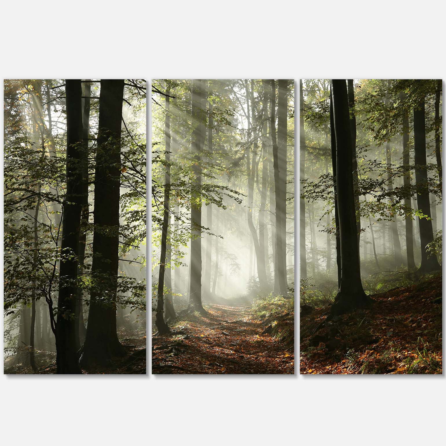 Designart 'Light in Dense Fall Forest with Fog ' Landscape Art Print Canvas