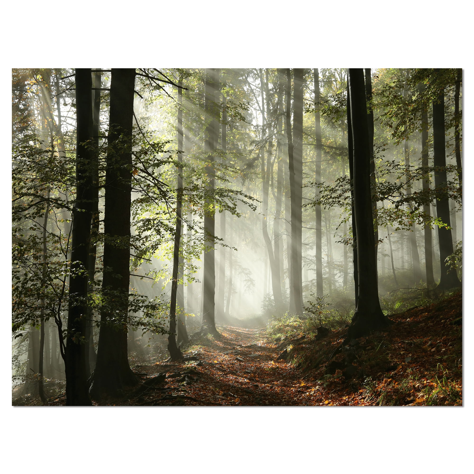 Designart 'Light in Dense Fall Forest with Fog ' Landscape Art Print Canvas