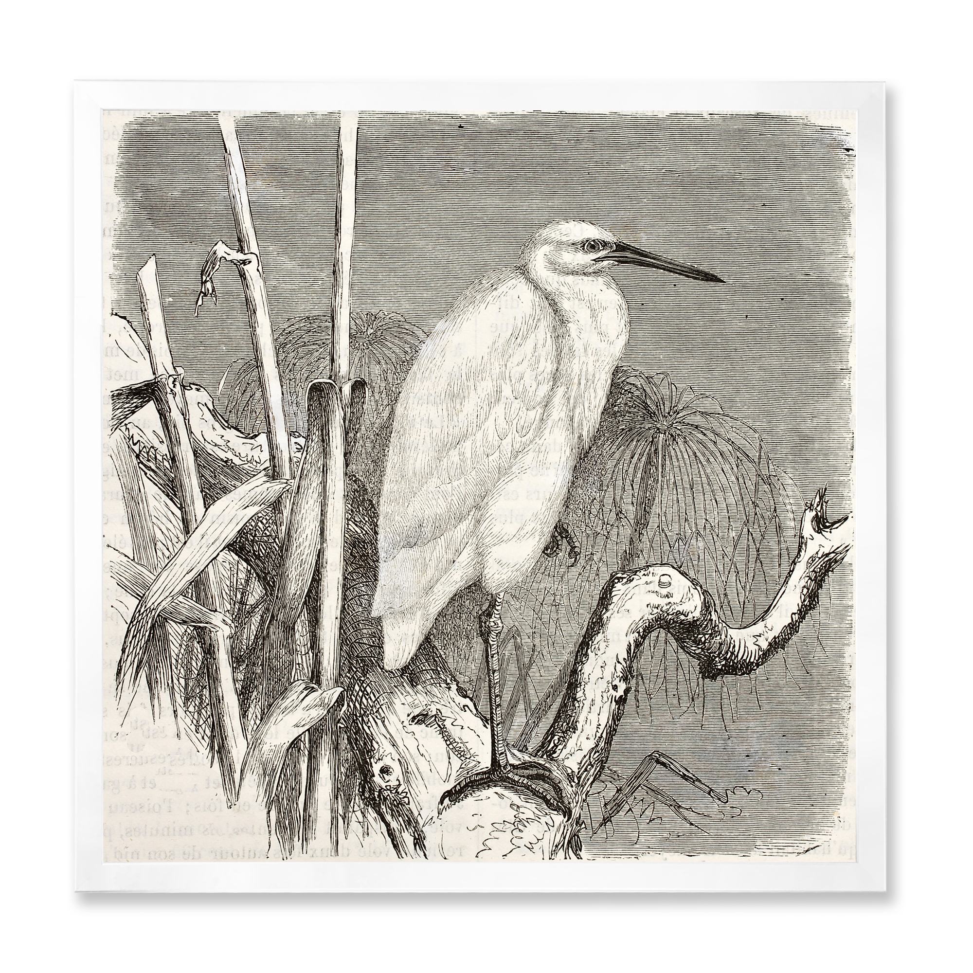 Designart 'Little Egret Bird in Monochrome' Farmhouse Framed Art Print