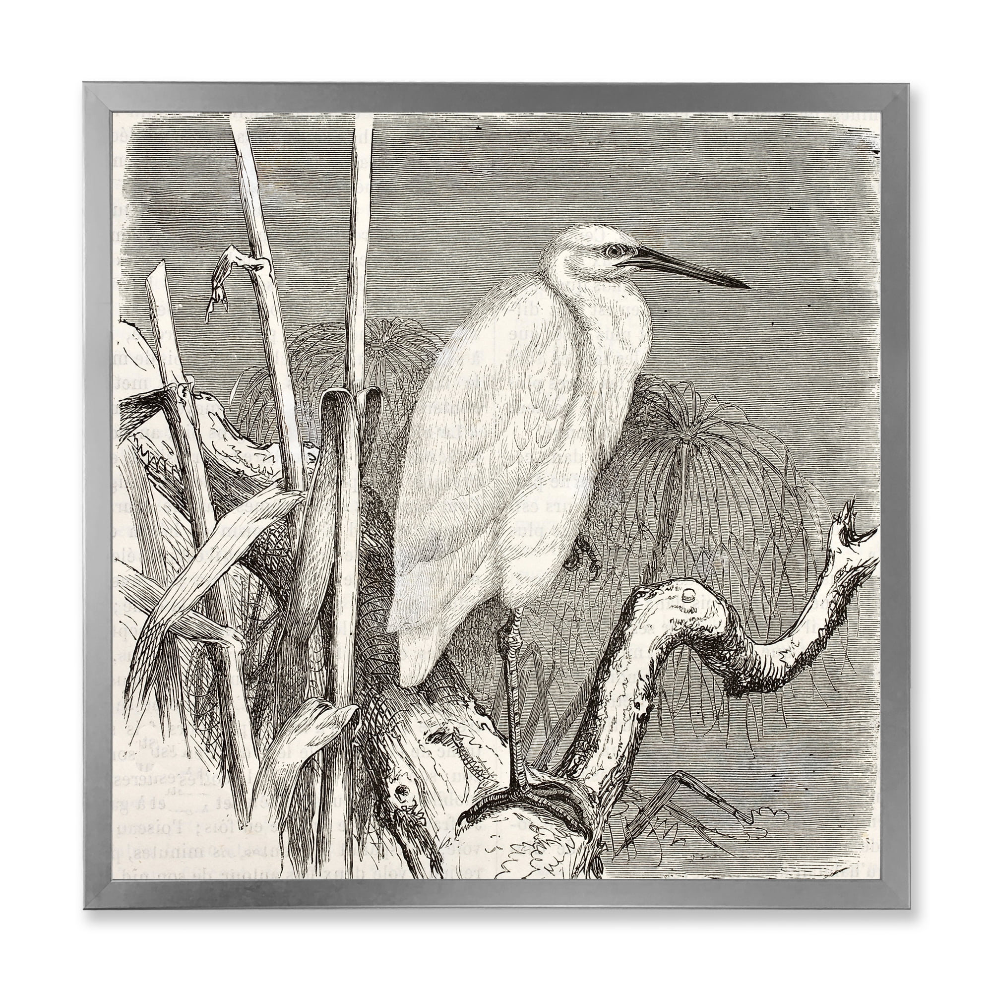 Designart 'Little Egret Bird in Monochrome' Farmhouse Framed Art Print