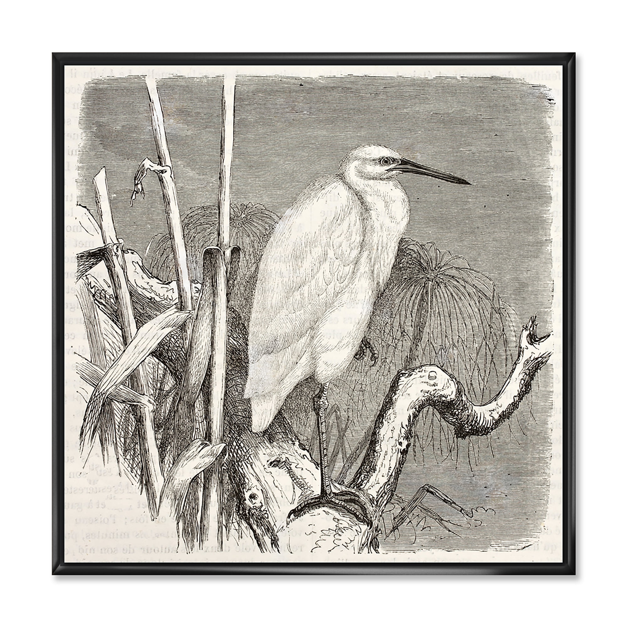 Designart 'Little Egret Bird in Monochrome' Farmhouse Framed Canvas Wall Art Print