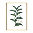 thumbnail image 1 of Designart 'Little White Flowers With Ancient Plant' Farmhouse Framed Canvas Wall Art Print, 1 of 5