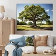 thumbnail image 1 of Designart "Majestic Oak Trees Nature s Wonders II" Floral Wall Decor, 1 of 5