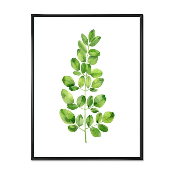 Designart 'Moringa Plant Branch Tropical Tree Foliage' Farmhouse Framed Canvas Wall Art Print
