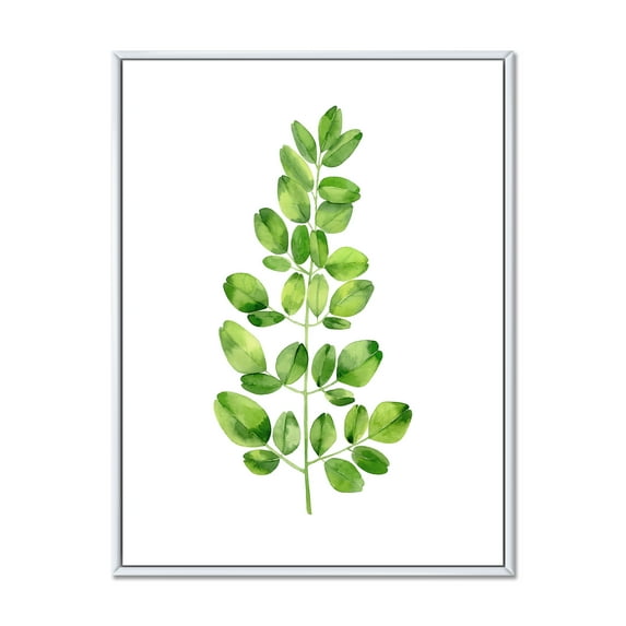 Designart 'Moringa Plant Branch Tropical Tree Foliage' Farmhouse Framed Canvas Wall Art Print