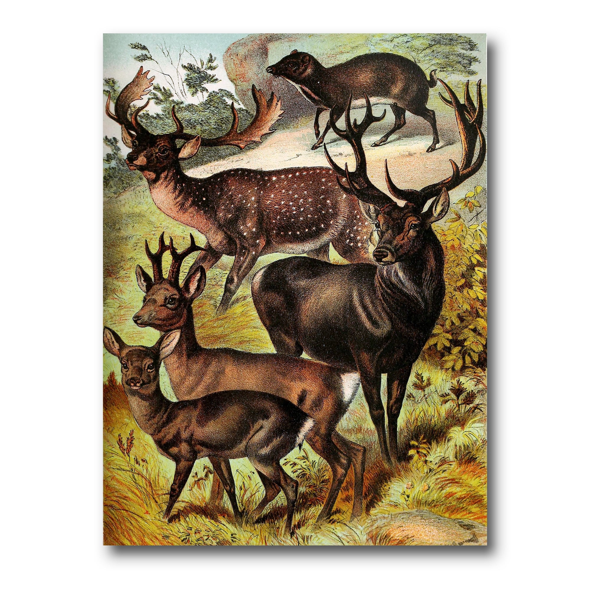 Designart ' Old-world Mammals I ' Farmhouse Canvas Wall Art Print