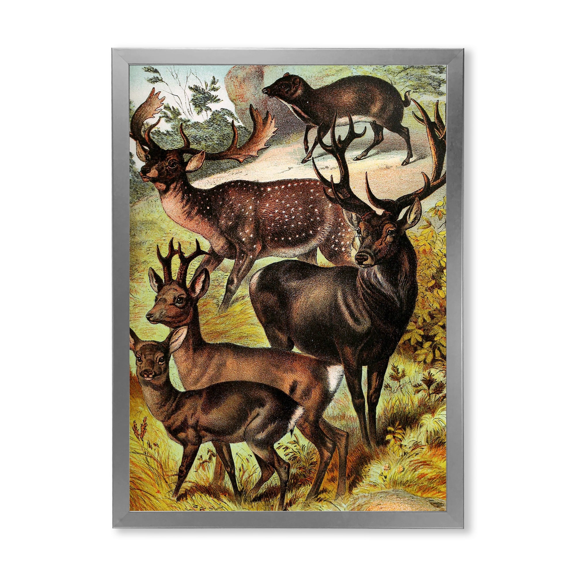 Designart 'Old-world Mammals I' Farmhouse Framed Art Print