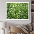 thumbnail image 1 of Designart "Oregano Hues of Herbs IV" Floral Framed Wall Art Decor - Traditional Green Herbs Entryway Framed Wall Art Print, 1 of 6