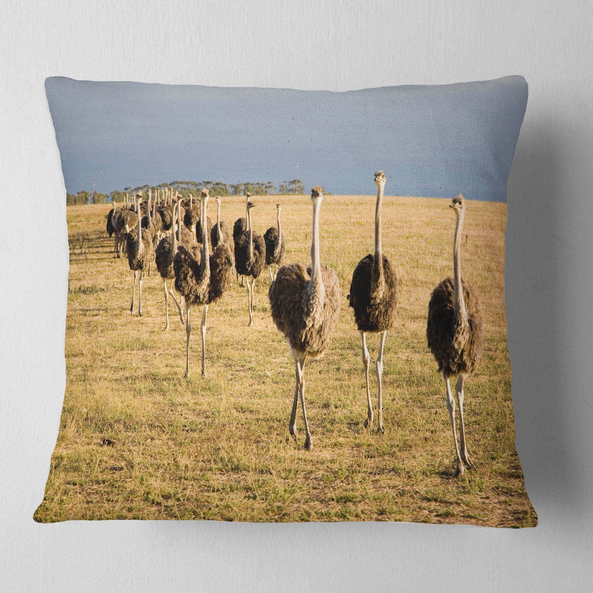 Designart Ostriches Walking in South Africa - African Throw Pillow - 16x16