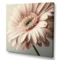 thumbnail image 1 of Designart Pink Gerbera Flowers I Canvas Wall Art, 1 of 5