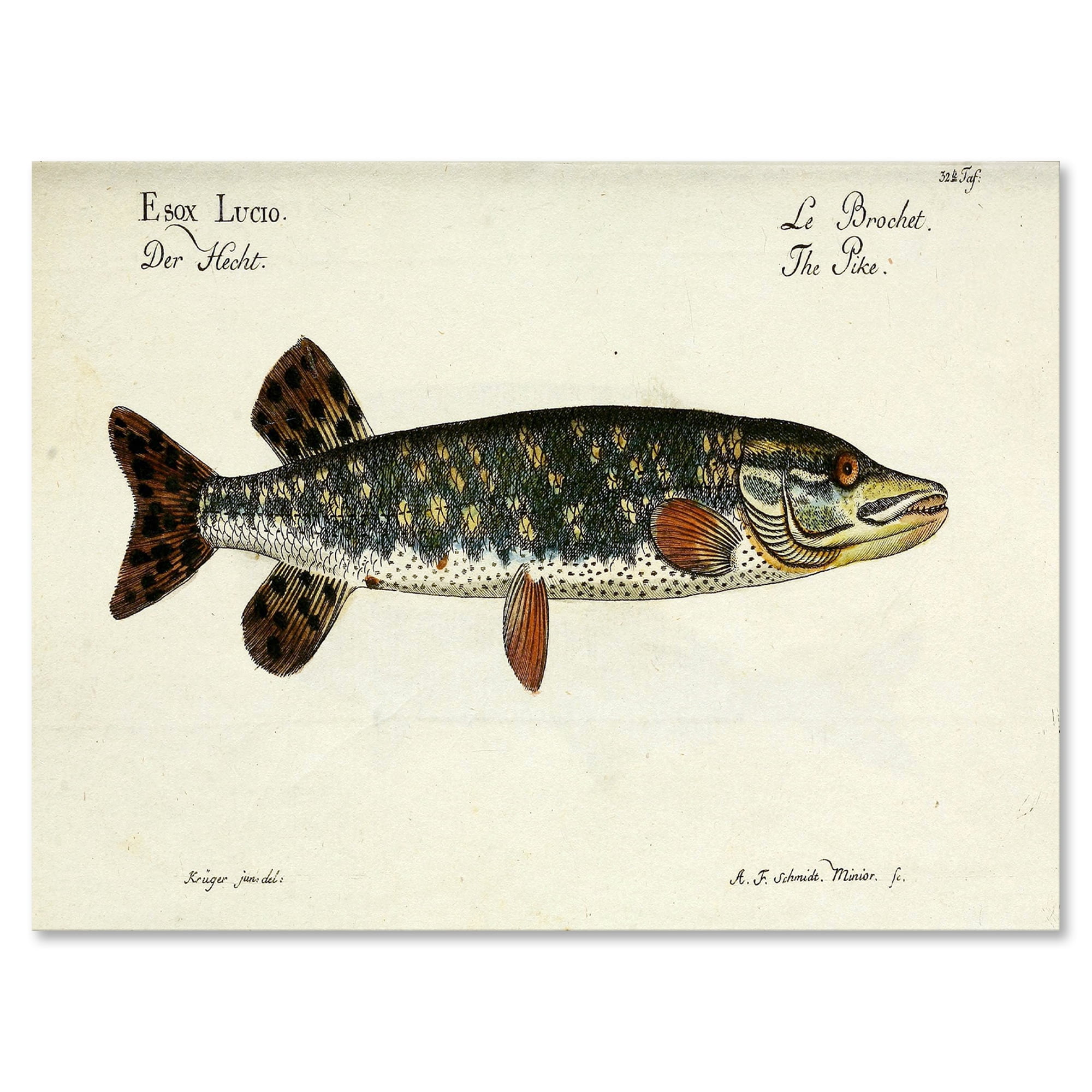 Designart ' Portrait Of A Green Fish On Beige ' Nautical & Coastal Canvas Wall Art Print