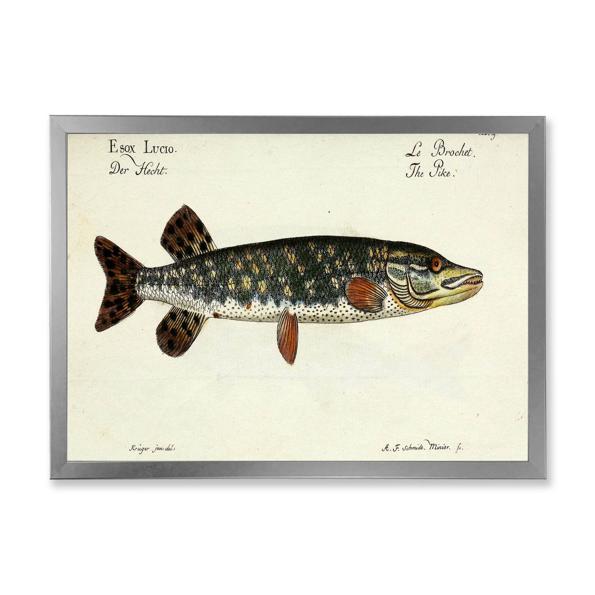 Designart 'Portrait Of A Green Fish On Beige' Nautical & Coastal Framed Art Print