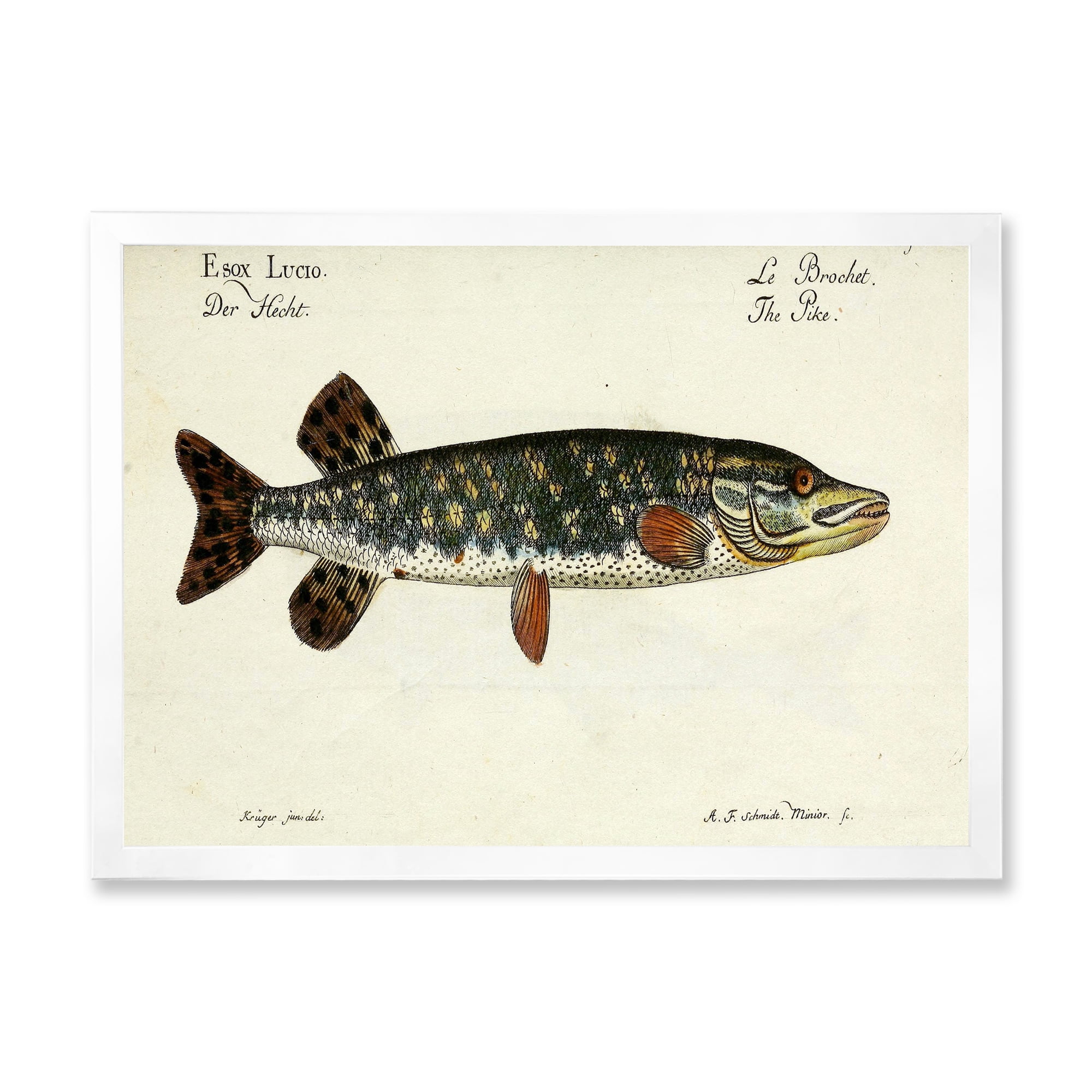 Designart 'Portrait Of A Green Fish On Beige' Nautical & Coastal Framed Art Print