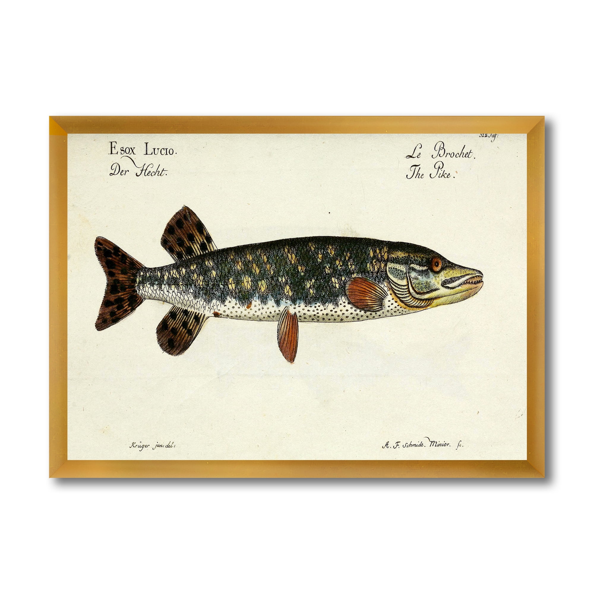 Designart 'Portrait Of A Green Fish On Beige' Nautical & Coastal Framed Art Print