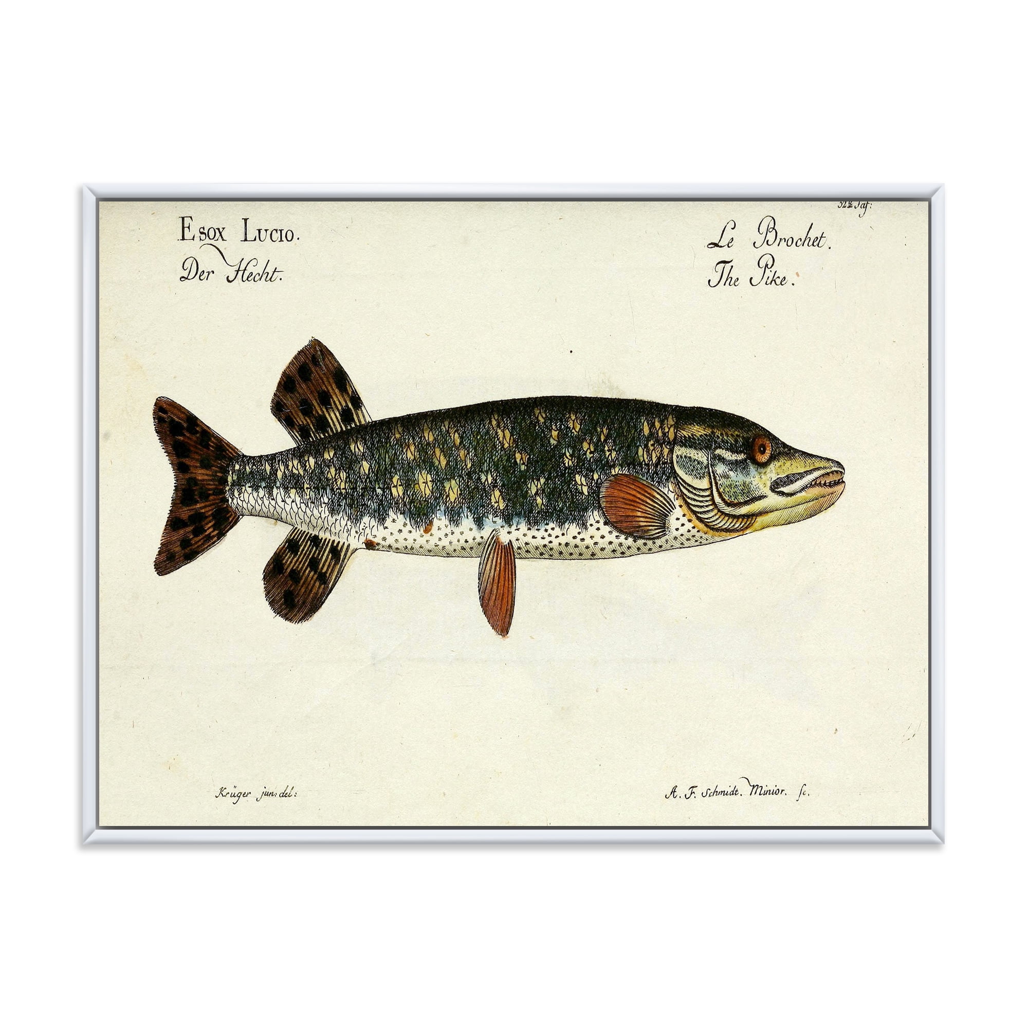 Designart 'Portrait Of A Green Fish On Beige' Nautical & Coastal Framed Canvas Wall Art Print