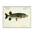thumbnail image 1 of Designart 'Portrait Of A Green Fish On Beige' Nautical & Coastal Framed Canvas Wall Art Print, 1 of 5