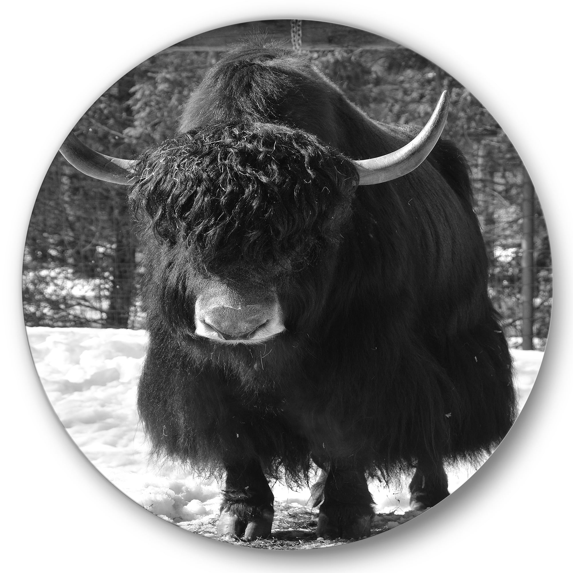 Designart 'Portrait Of Monochrome Wild Bull In Winter Forest I' Farmhouse Circle Metal Wall Art 36x36 - Disc of 36