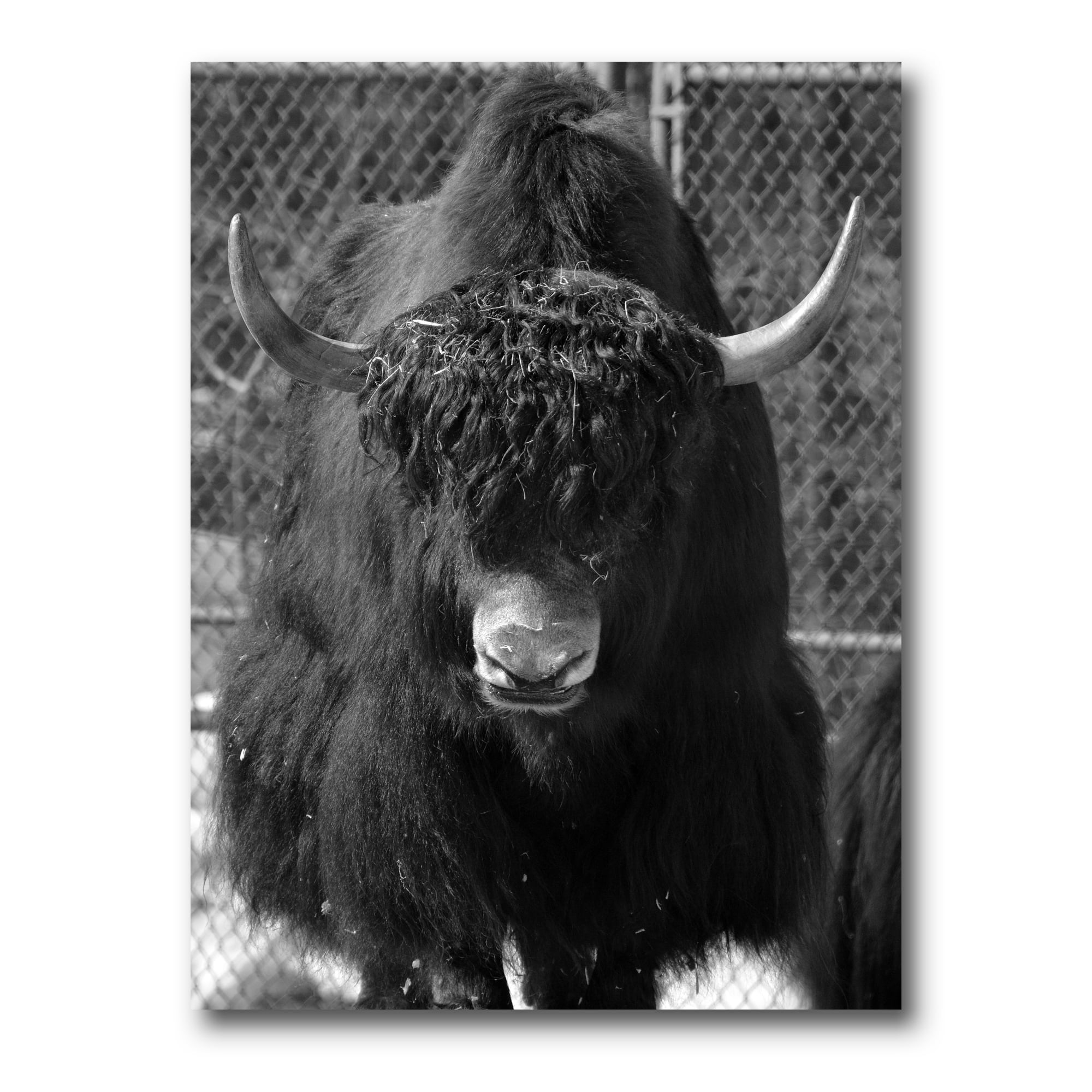 Designart ' Portrait Of Monochrome Wild Bull In Winter Forest II ' Farmhouse Canvas Wall Art Print