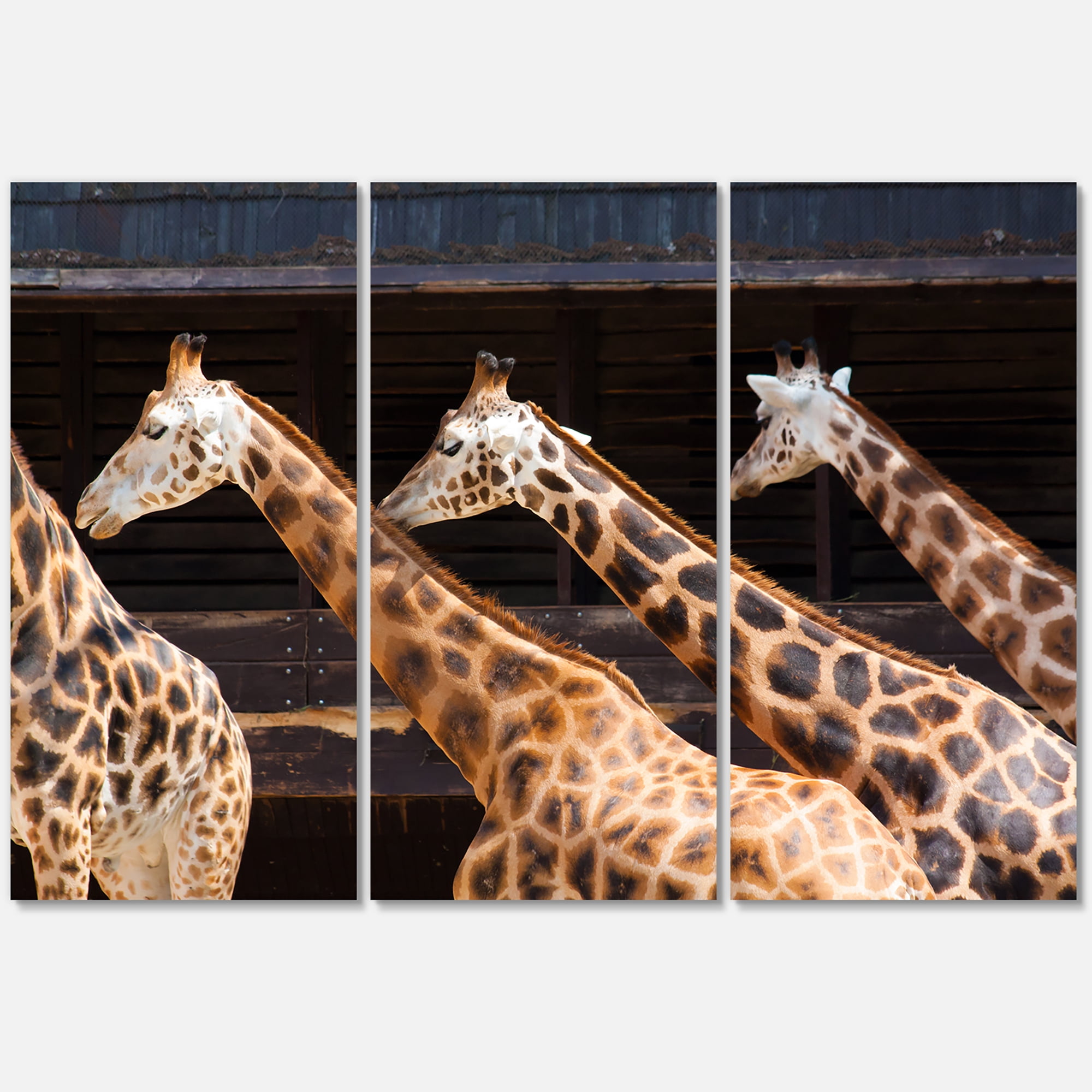 Designart ' Portrait Of Three Giraffes Running ' Farmhouse Canvas Wall Art Print