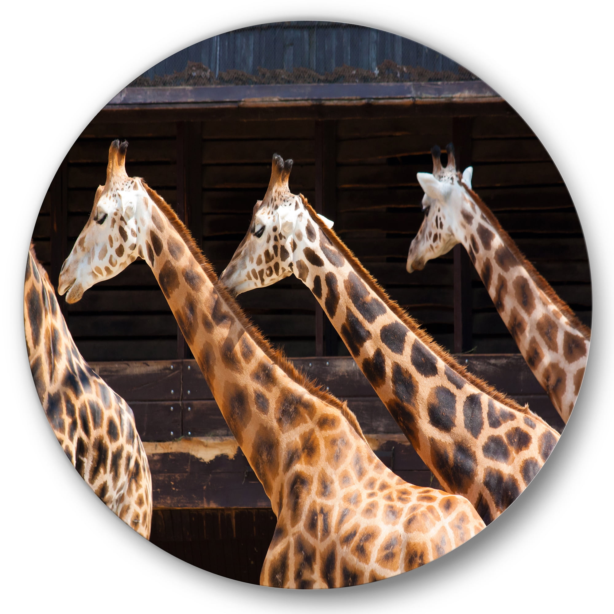 Designart 'Portrait Of Three Giraffes Running' Farmhouse Circle Metal Wall Art 23x23 - Disc of 23