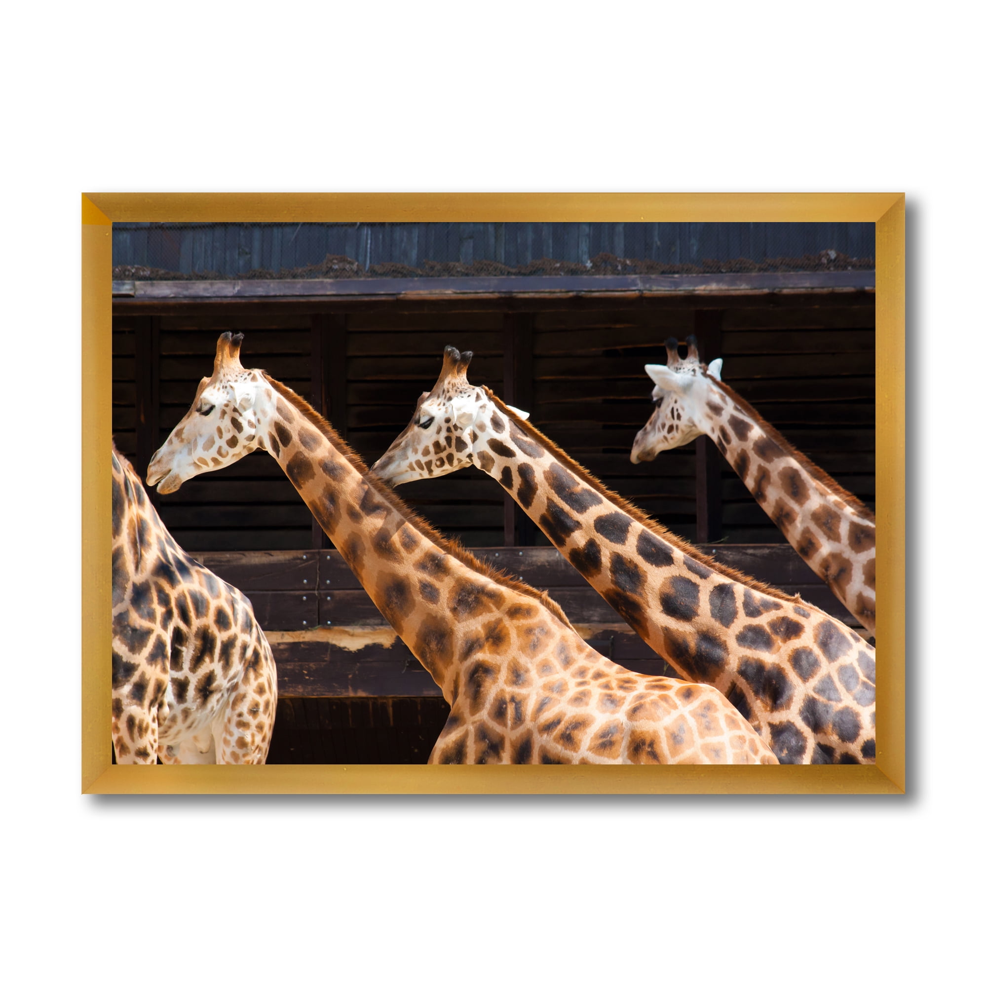 Designart 'Portrait Of Three Giraffes Running' Farmhouse Framed Art Print