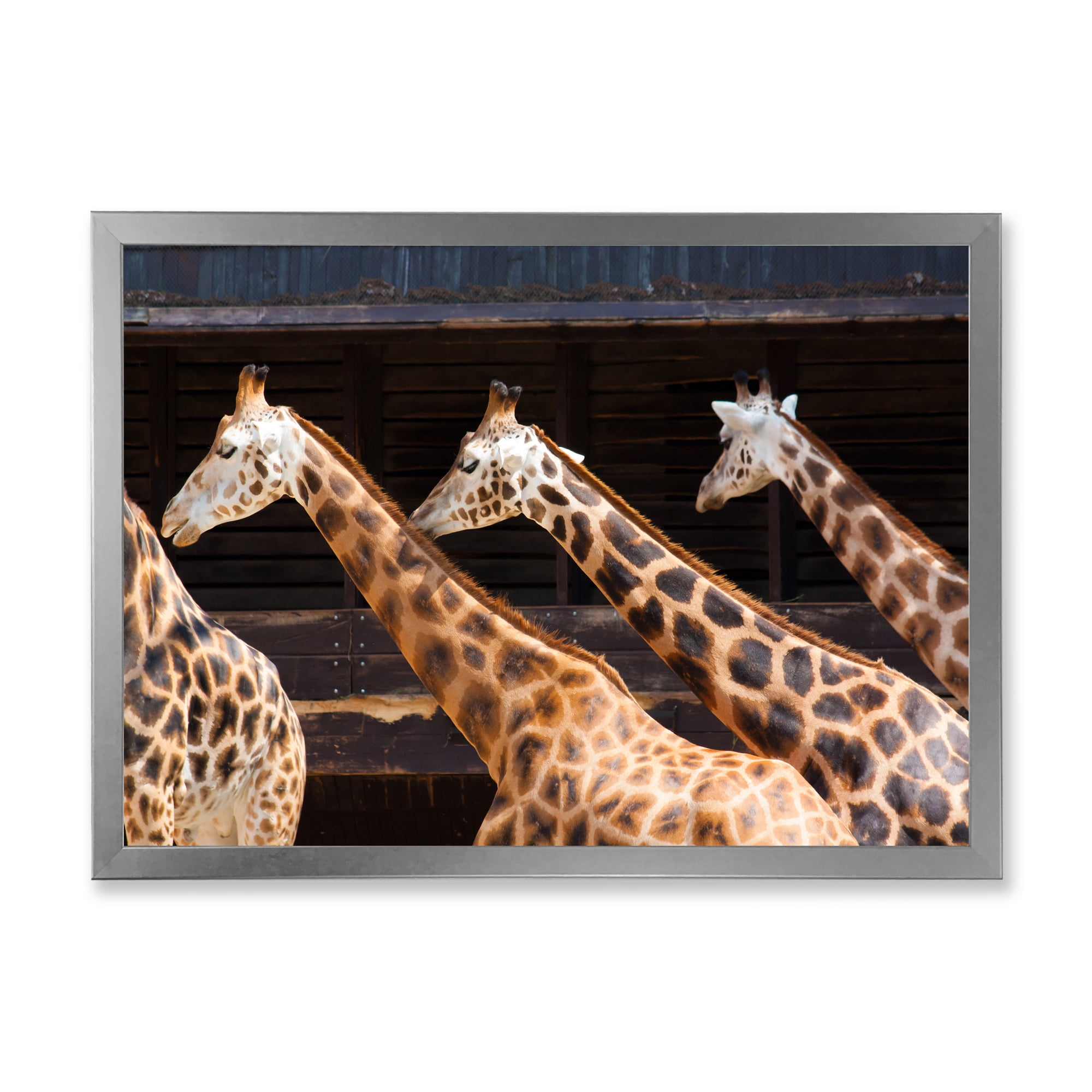 Designart 'Portrait Of Three Giraffes Running' Farmhouse Framed Art Print