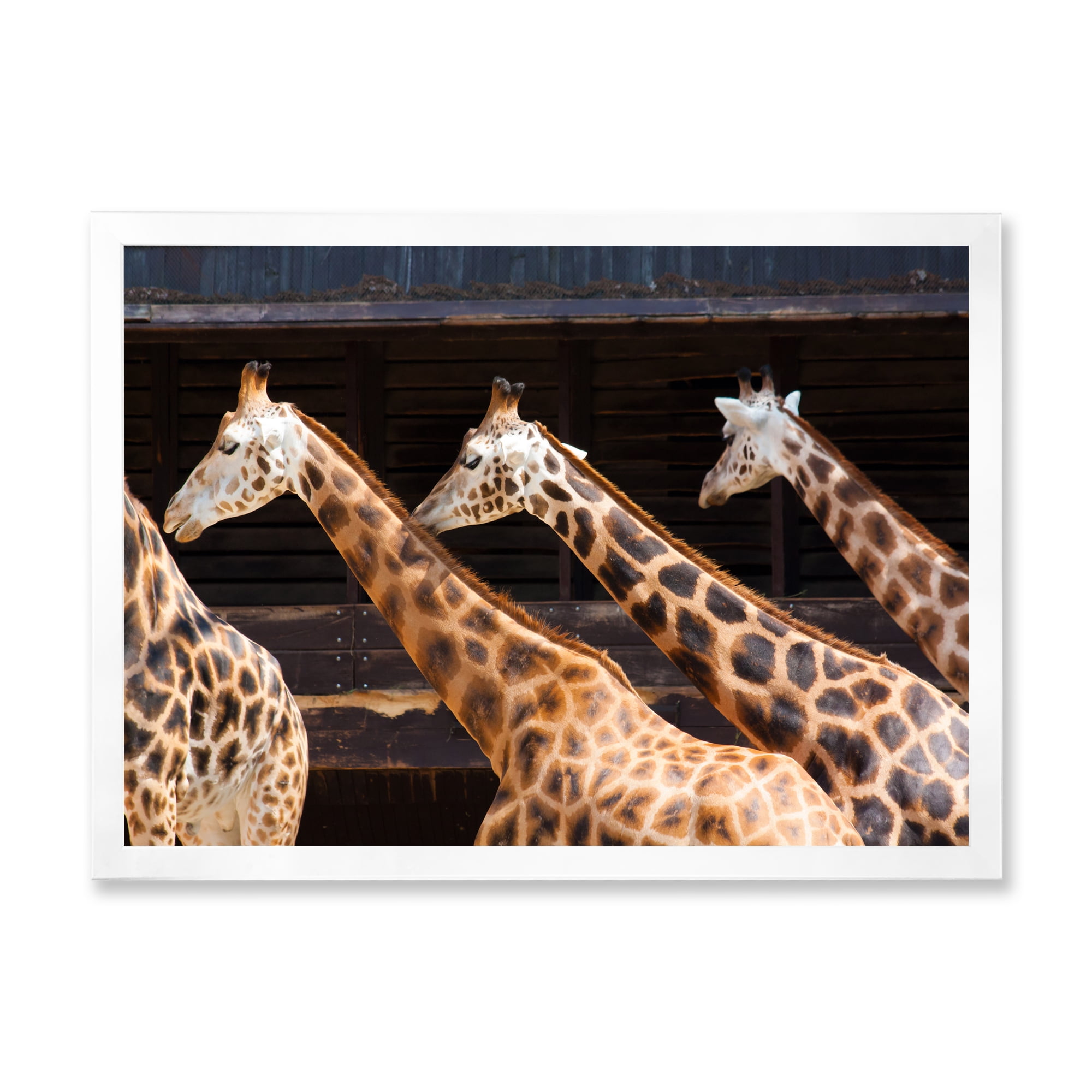 Designart 'Portrait Of Three Giraffes Running' Farmhouse Framed Art Print