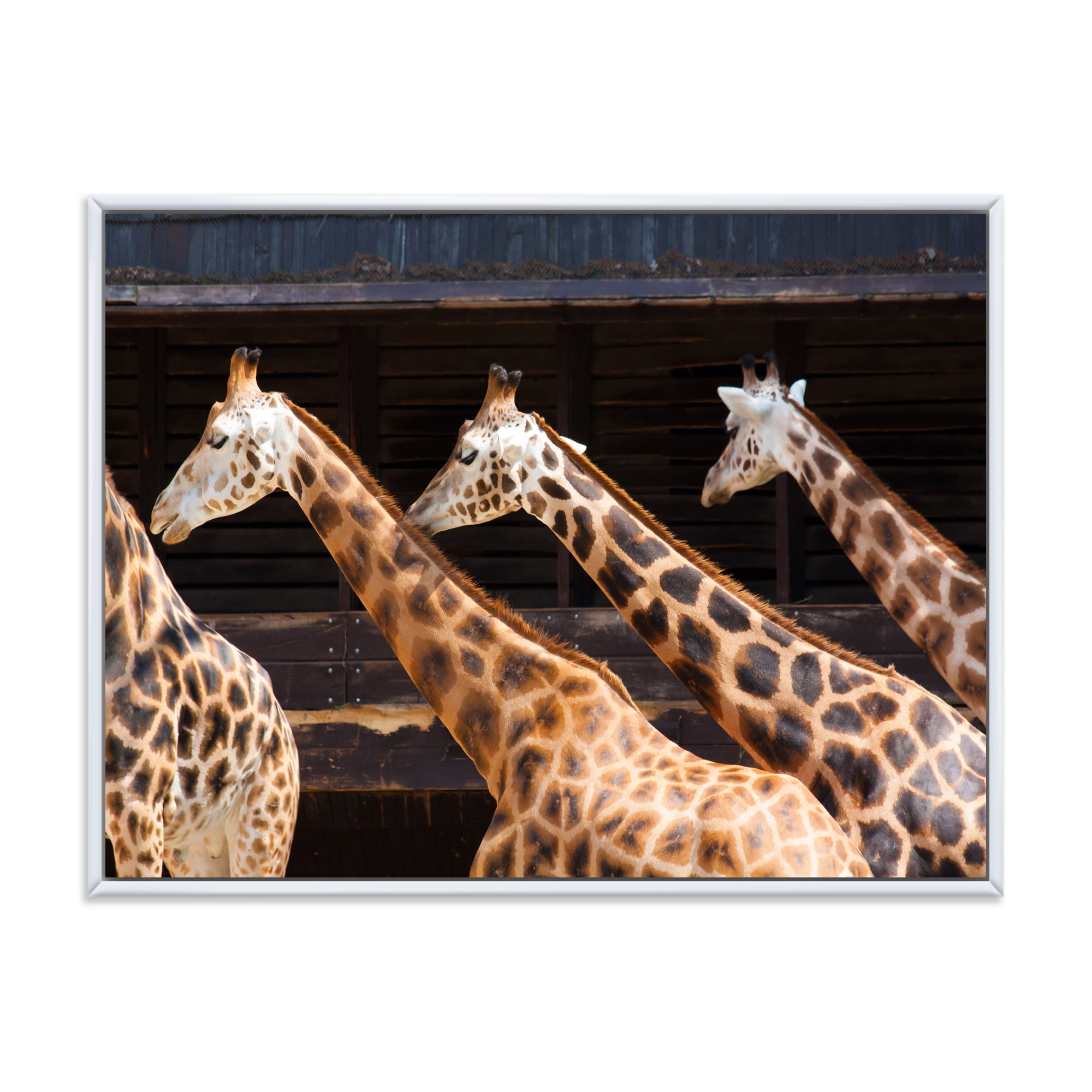 Designart 'Portrait Of Three Giraffes Running' Farmhouse Framed Canvas Wall Art Print