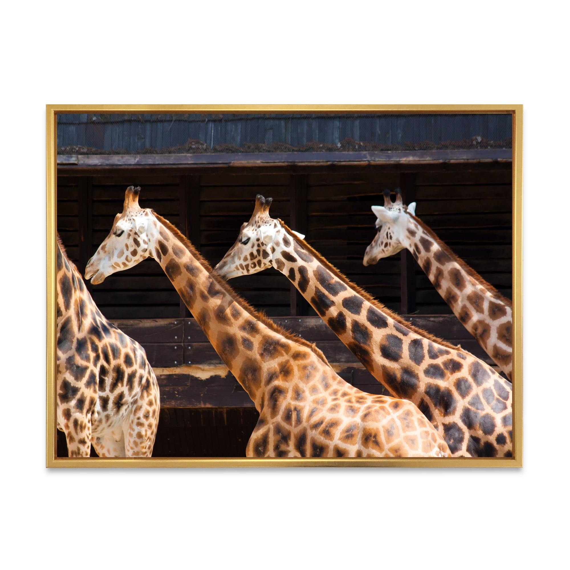 Designart 'Portrait Of Three Giraffes Running' Farmhouse Framed Canvas Wall Art Print