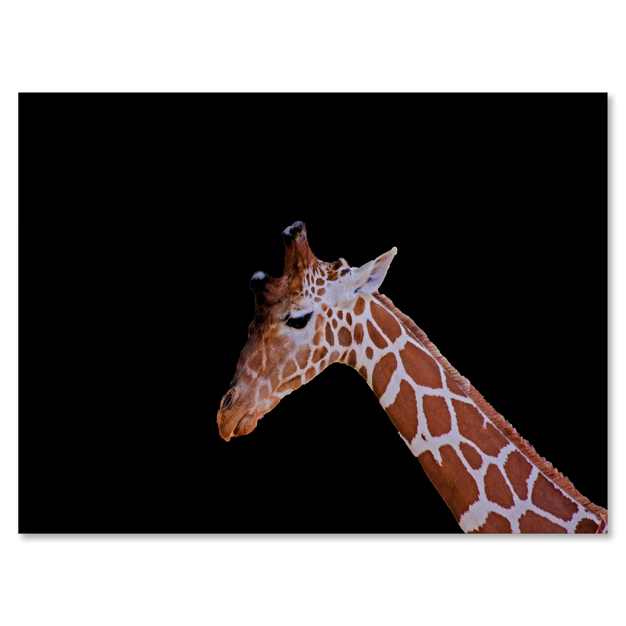 Designart ' Portrait of A Giraffe On Black Background I ' Farmhouse Canvas Wall Art Print
