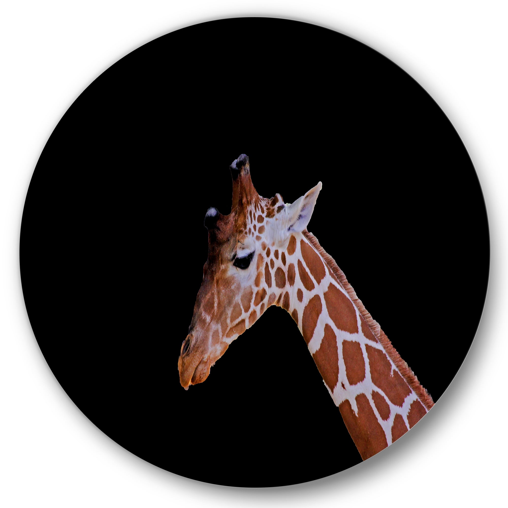 Designart 'Portrait of A Giraffe On Black Background I' Farmhouse Circle Metal Wall Art 29x29 - Disc of 29