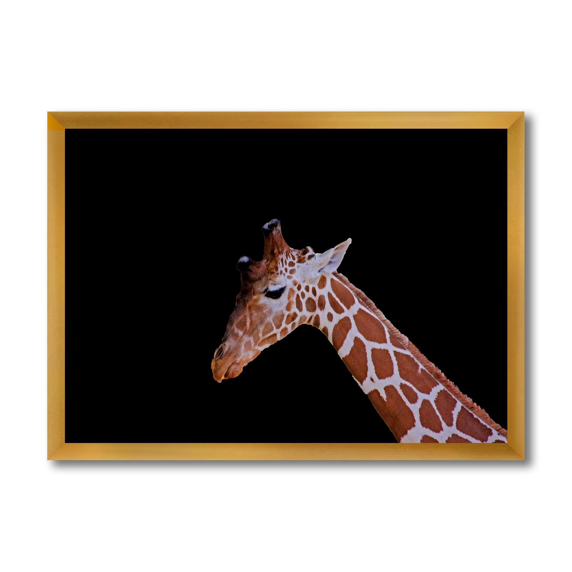 Designart 'Portrait of A Giraffe On Black Background I' Farmhouse Framed Art Print