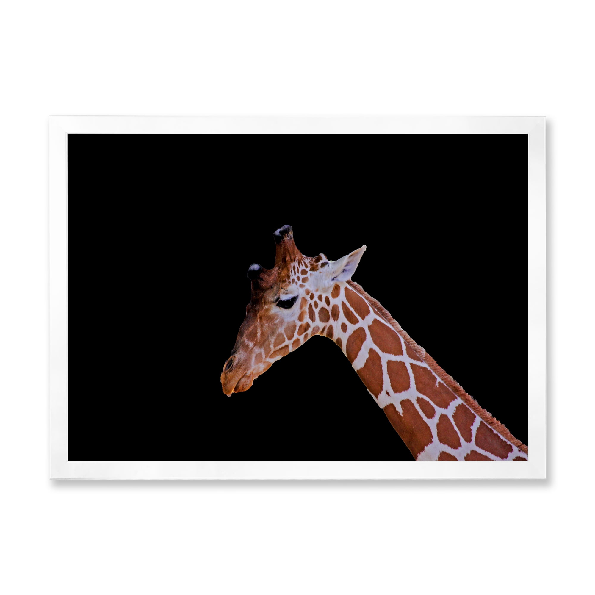 Designart 'Portrait of A Giraffe On Black Background I' Farmhouse Framed Art Print