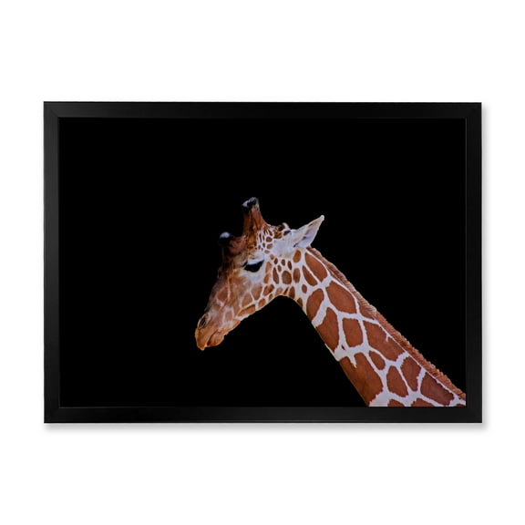 Designart 'Portrait of A Giraffe On Black Background I' Farmhouse Framed Art Print