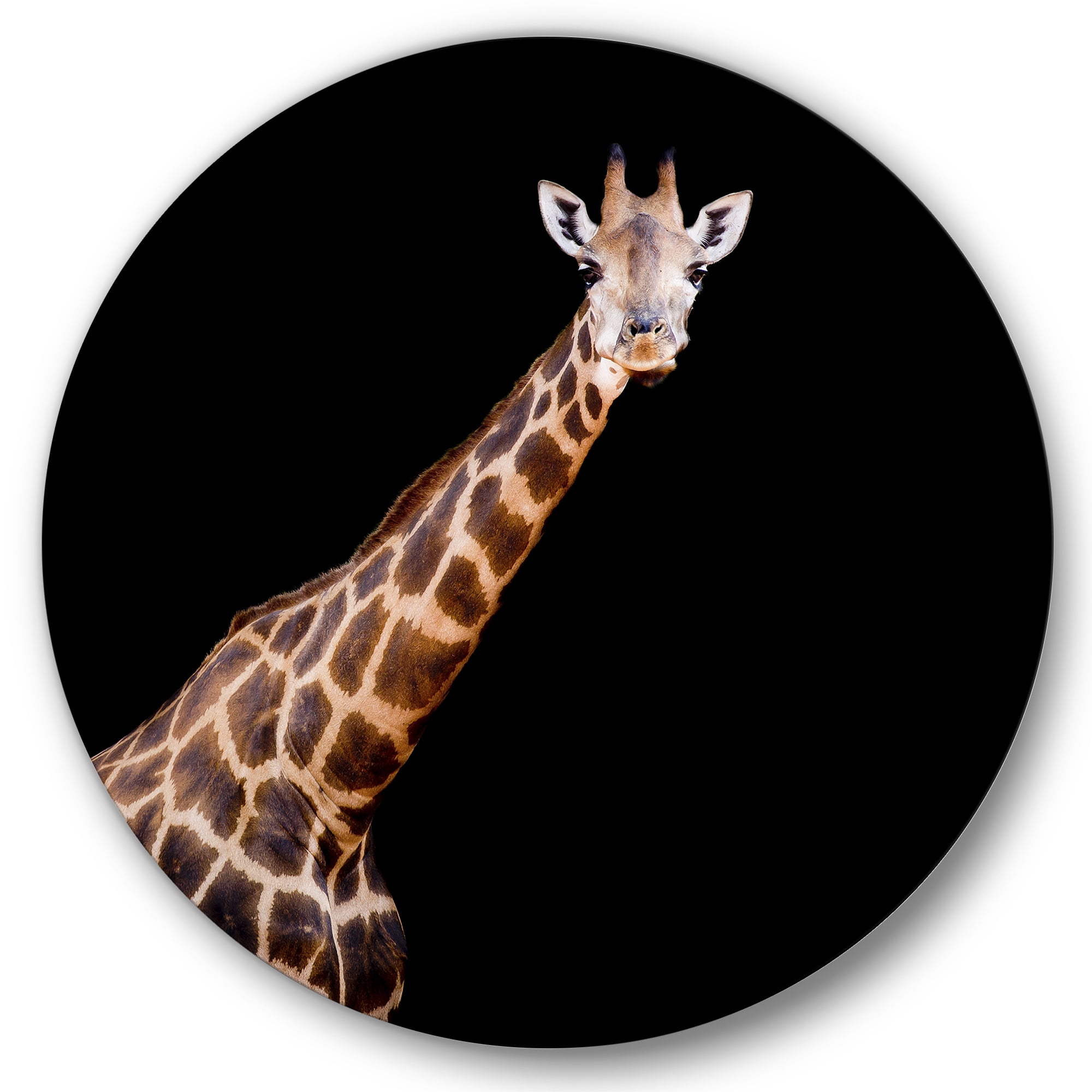 Designart 'Portrait of A Giraffe On Black Background III' Farmhouse Circle Metal Wall Art 11x11 - Disc of 11