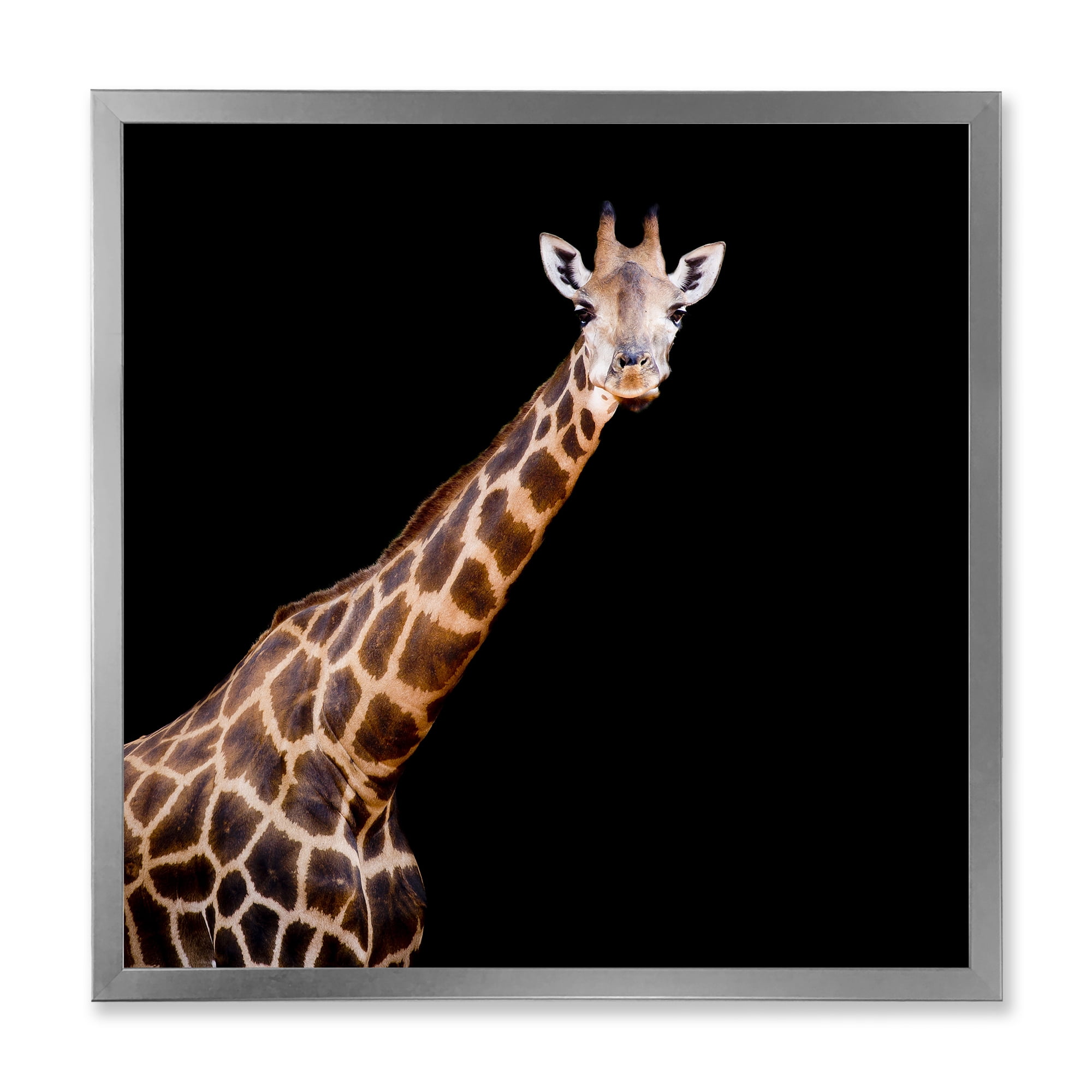 Designart 'Portrait of A Giraffe On Black Background III' Farmhouse Framed Art Print
