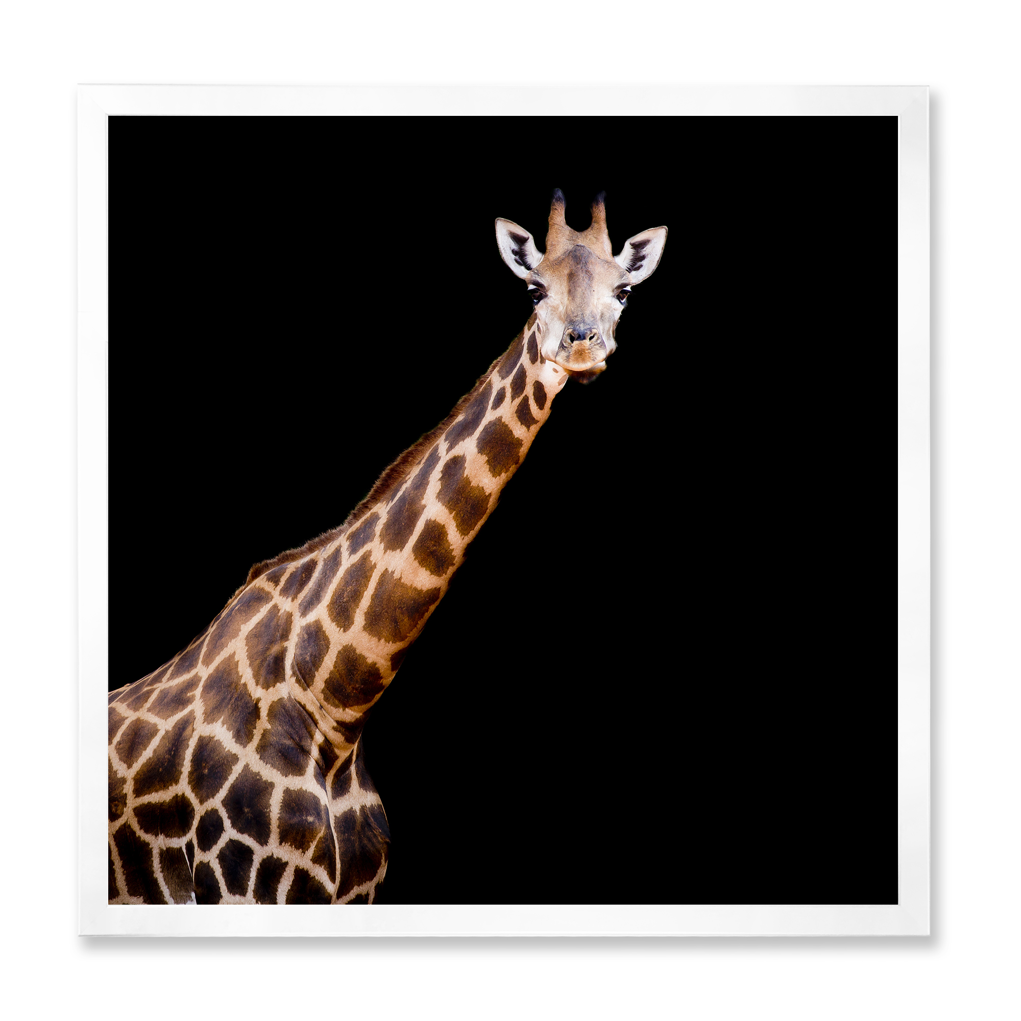 Designart 'Portrait of A Giraffe On Black Background III' Farmhouse Framed Art Print