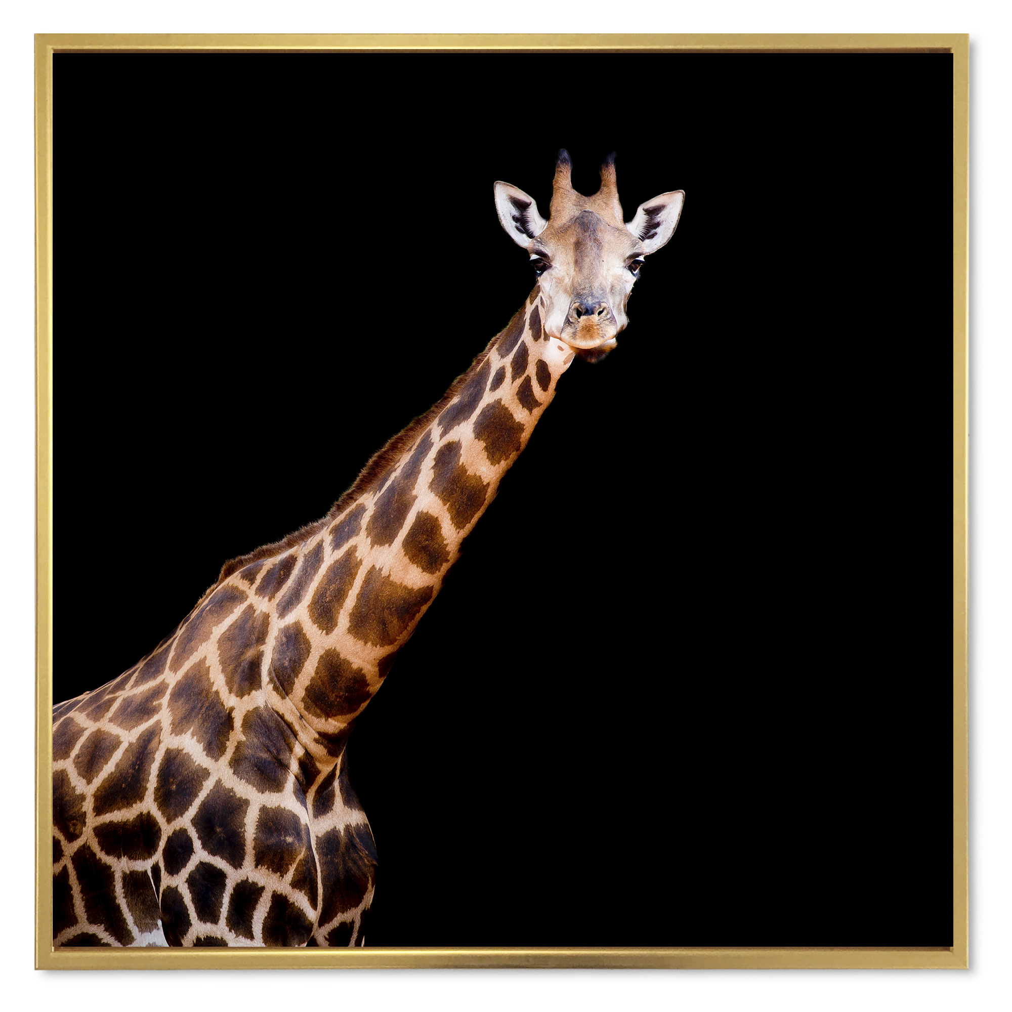 Designart 'Portrait of A Giraffe On Black Background III' Farmhouse Framed Canvas Wall Art Print