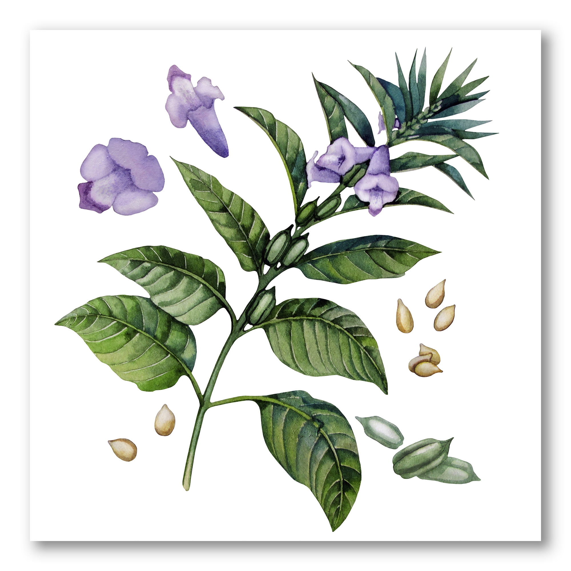 Designart ' Purple Sesame Flowers WIth Green Leaves On White ' Traditional Canvas Wall Art Print