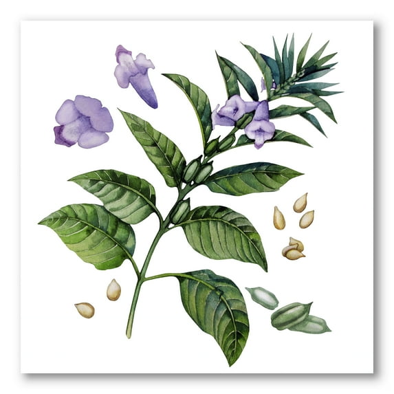 Designart ' Purple Sesame Flowers WIth Green Leaves On White ' Traditional Canvas Wall Art Print