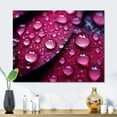 thumbnail image 1 of Designart "Rain-Kissed Red Rose IX" Raindrops Metal Art Living Room, 1 of 5