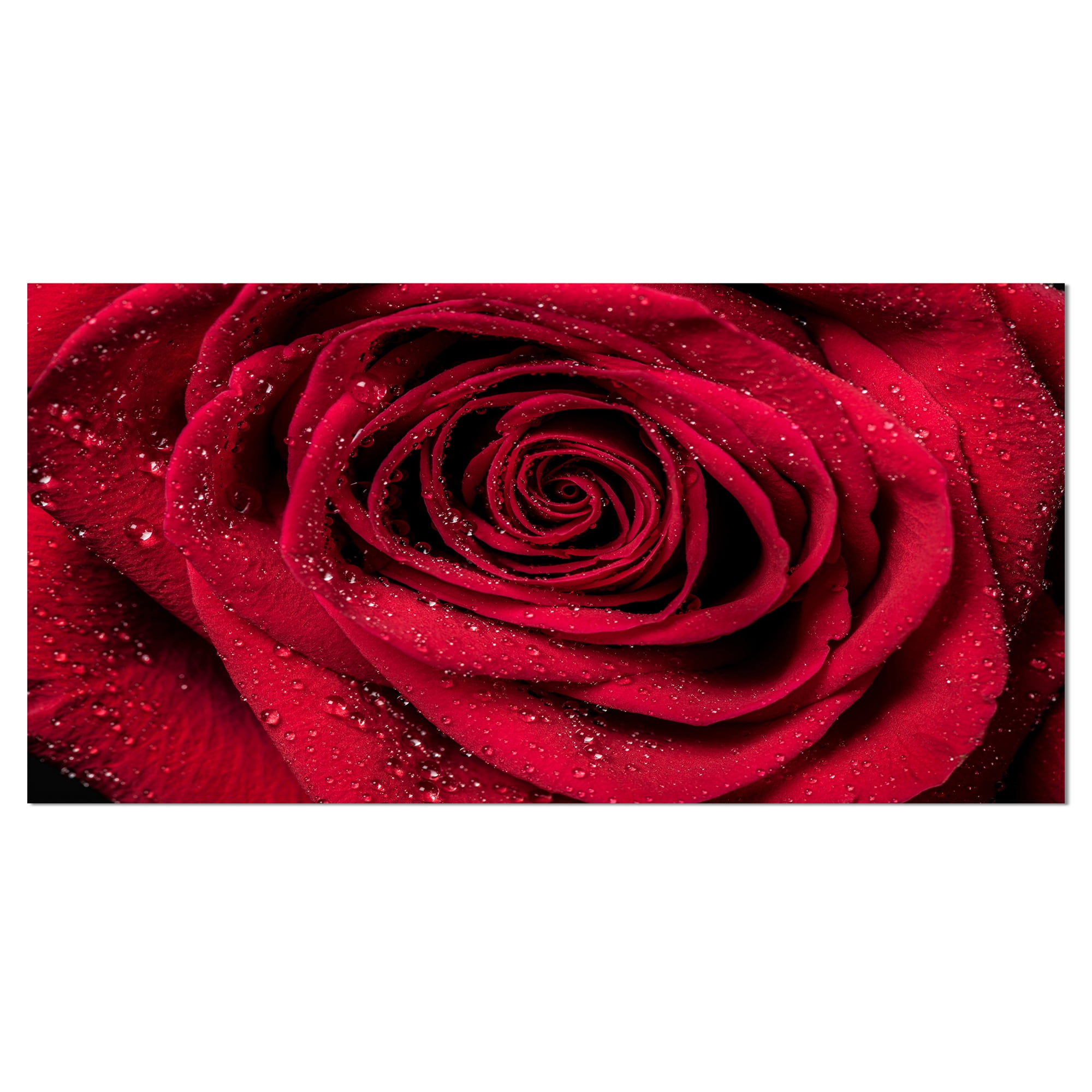 Designart 'Red Rose Petals with Rain Droplets ' Floral Art Canvas Print