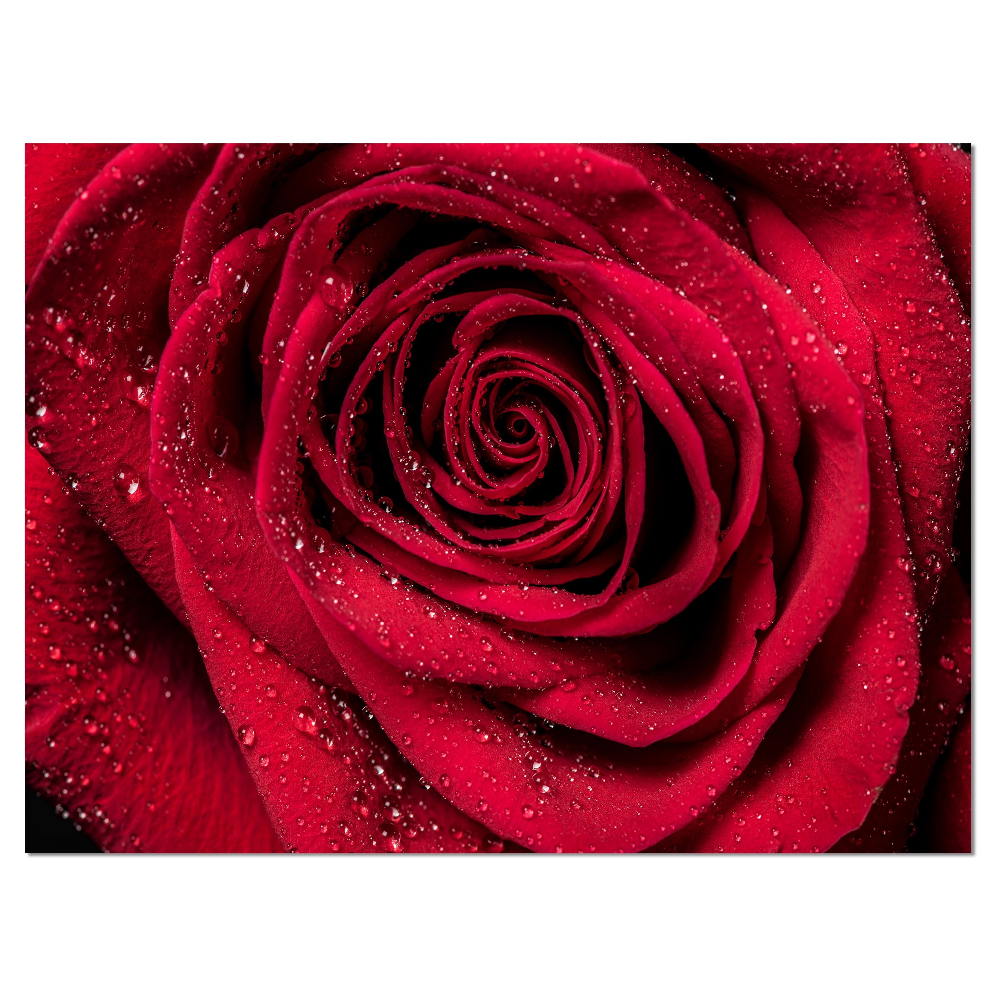 Designart 'Dark Red Watercolor Rose Flower' Floral Canvas Artwork Print - 16 in. Wide x 32 in. High