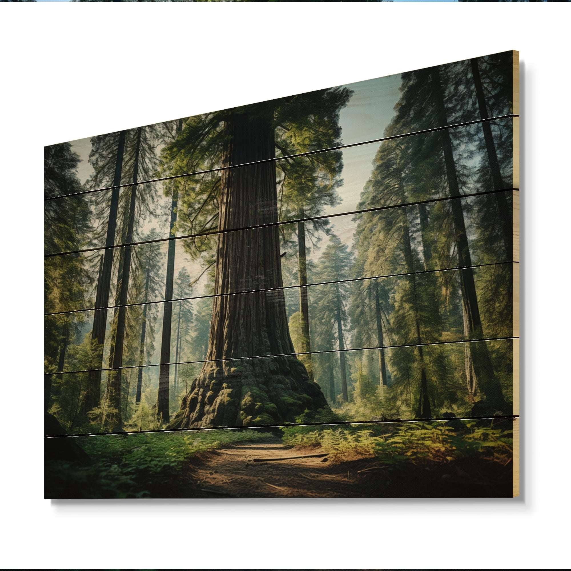 Designart "Redwood Giants Forest Tree I" Tree Redwood Print on Natural ...