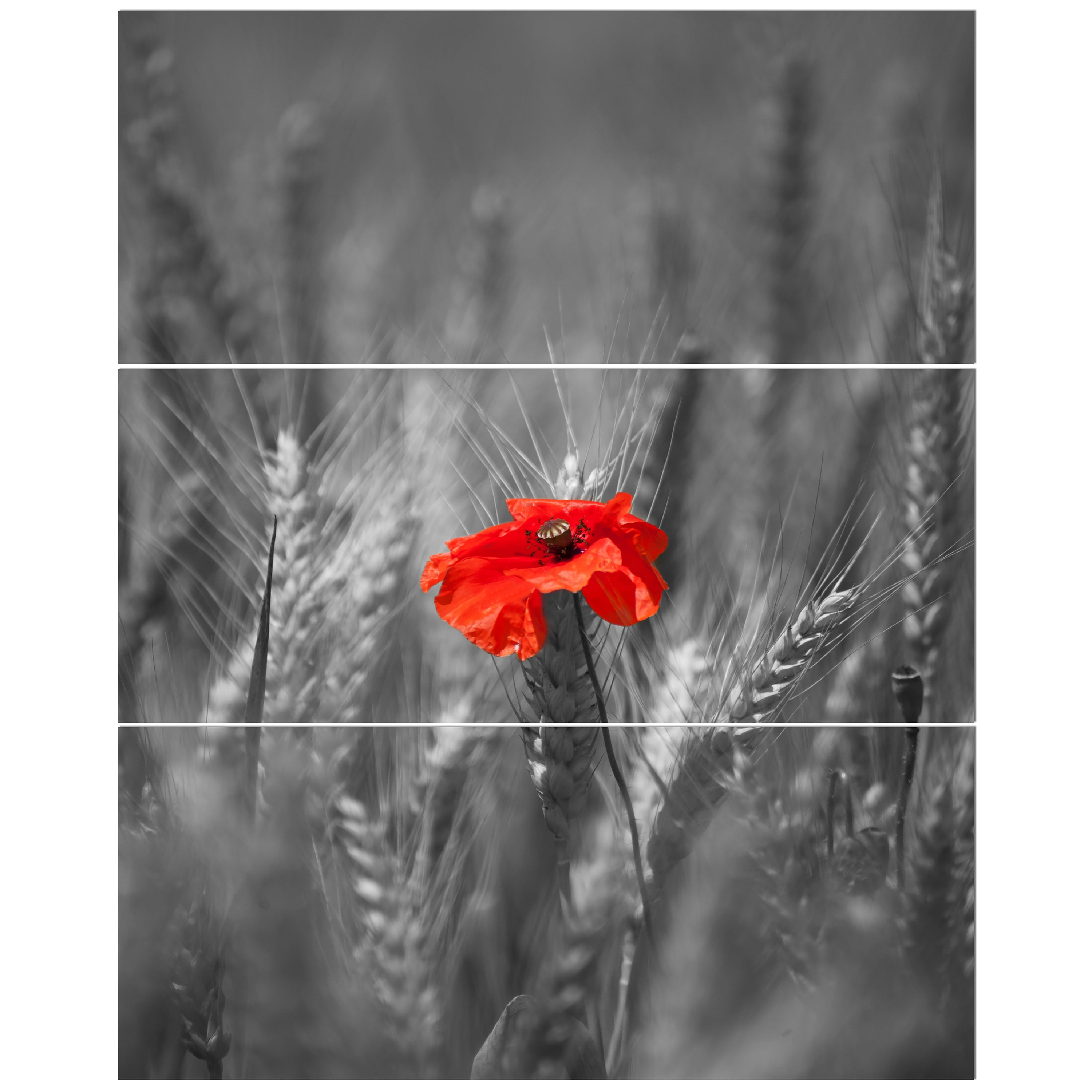 Designart 'Sigle Red Poppies ' Farmhouse Floral Photographic on Wrapped Canvas set