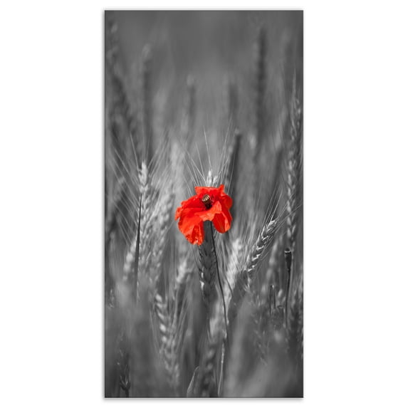 Designart 'Sigle Red Poppies ' Farmhouse Floral Photographic on wrapped Canvas