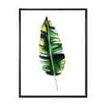 thumbnail image 1 of Designart 'Single Banana Leaf On White' Bohemian & Eclectic Framed Canvas Wall Art Print, 1 of 5